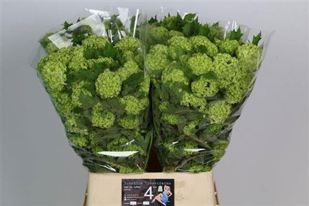 <h4>Viburnum Roseum St 4 Bal Extra</h4>