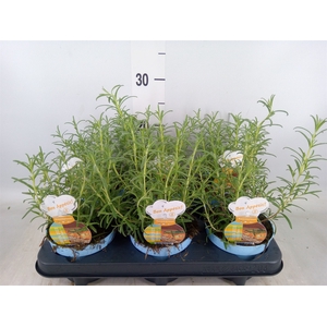 Rosmarinus officinalis   ...