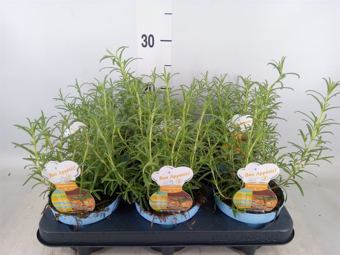 <h4>Rosmarinus officinalis   ...</h4>