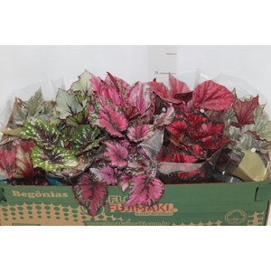 BEGONIA BELEAF P11 PO