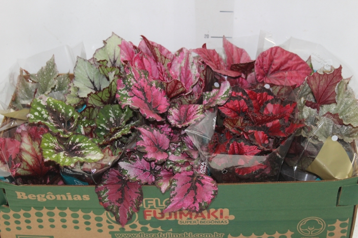 <h4>BEGONIA BELEAF P11 PO</h4>