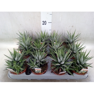 Haworthia fasciala 'Big Band'