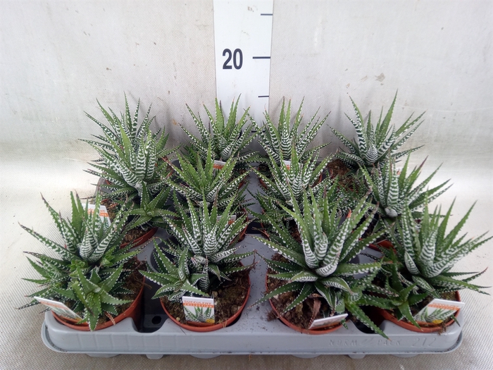<h4>Haworthia fasciala 'Big Band'</h4>