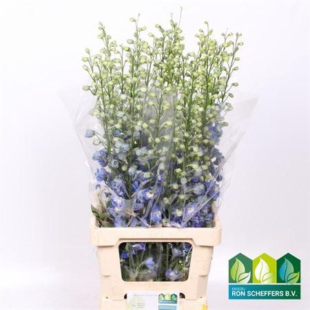 <h4>Delph El Du Aurora Blue</h4>