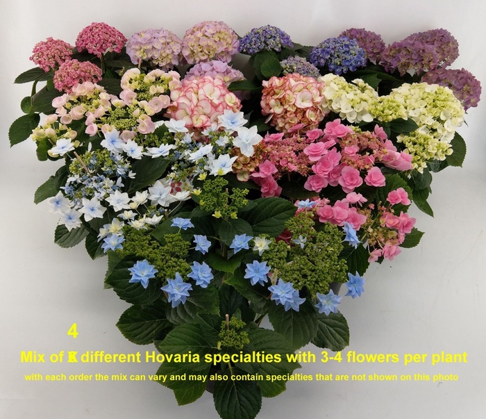 <h4>Hydrangea Hovaria</h4>