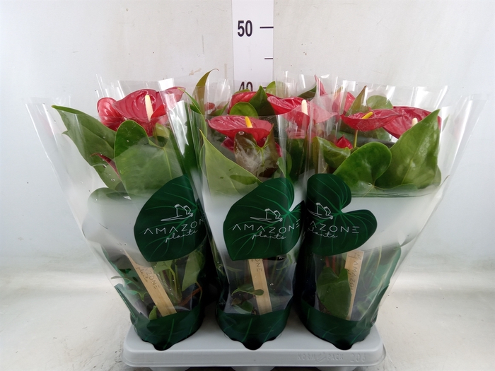 <h4>Anthurium andr. 'Nevada'</h4>