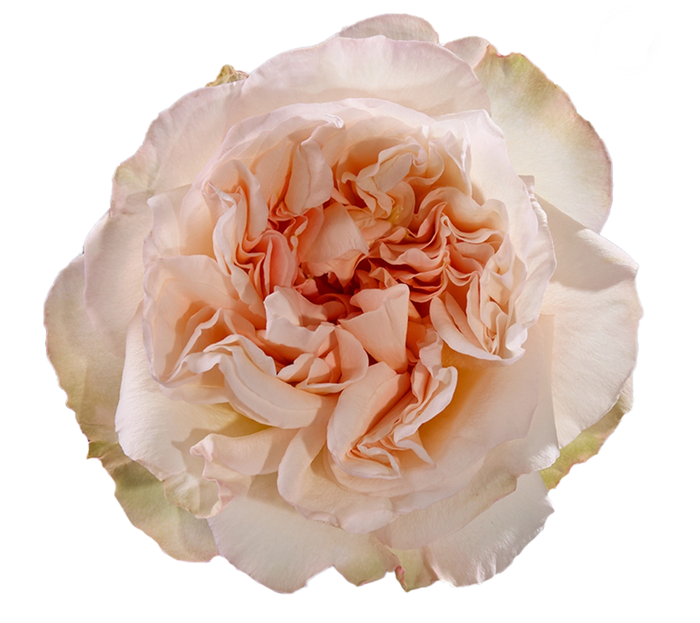 <h4>R GR TIE-DYE Tessa</h4>