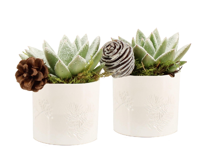 <h4>61686: X-mas arrangement</h4>