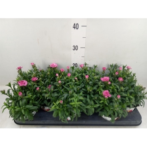 Dianthus  'Oscar Pink And Purple'