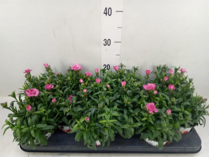 <h4>Dianthus  'Oscar Pink And Purple'</h4>