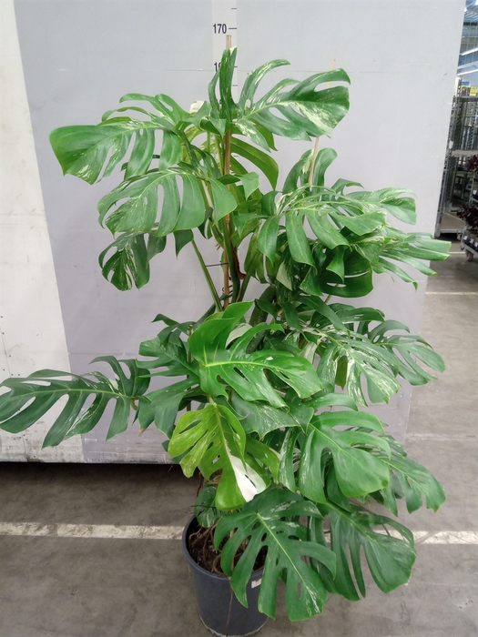 <h4>Monstera delic. 'Variegata'</h4>