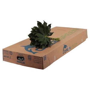 ARALIA 20 CM ORCA