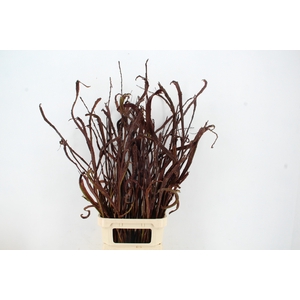 SALIX SEKKA BANDWILG