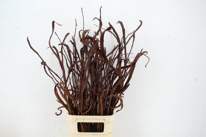 <h4>SALIX SEKKA BANDWILG</h4>