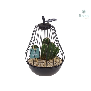 Peer metaal zwart Small met Cactus