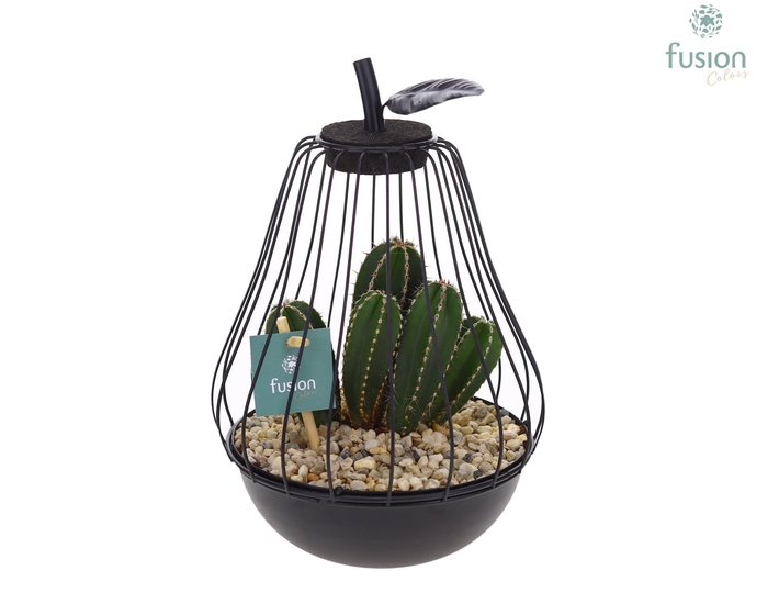 <h4>Peer metaal zwart Small met Cactus</h4>