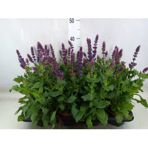 Salvia sylvestris 'Blue Marvel'
