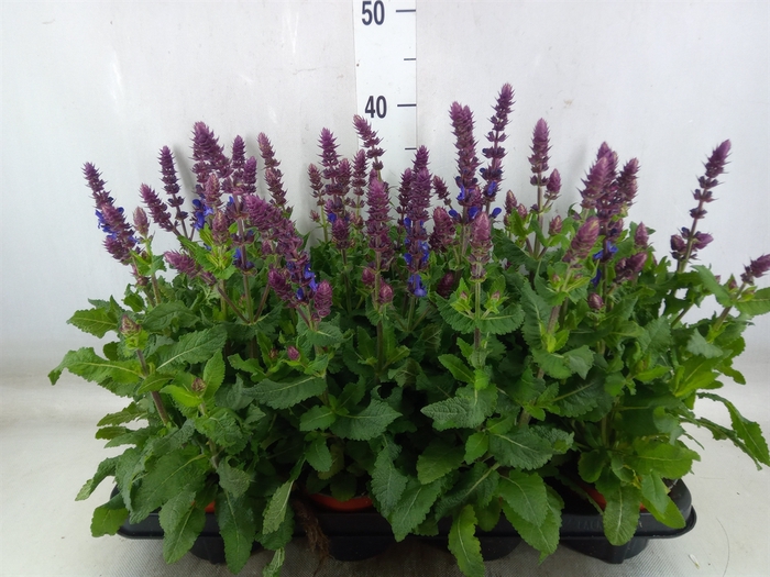 <h4>Salvia sylvestris 'Blue Marvel'</h4>