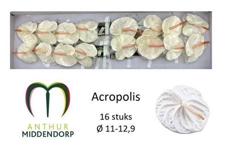 <h4>Anth Acropolis</h4>