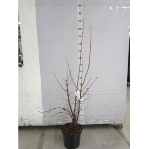 Viburnum bodnant. 'Dawn'