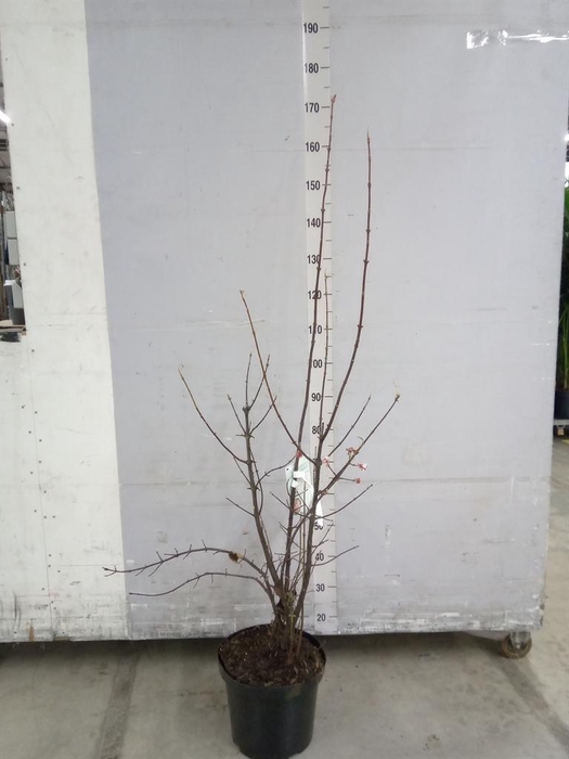 <h4>Viburnum bodnant. 'Dawn'</h4>