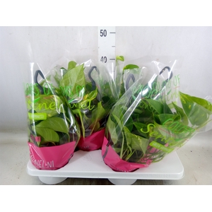 Epipremnum pinn.   HG