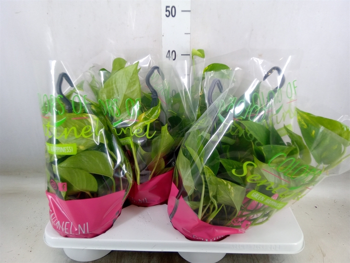<h4>Epipremnum pinn.   HG</h4>