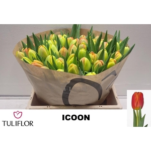 TU DU ICOON