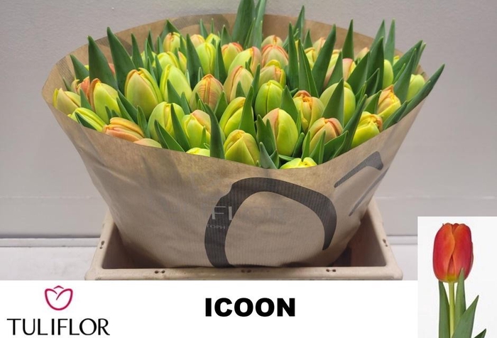 <h4>TU DU ICOON</h4>
