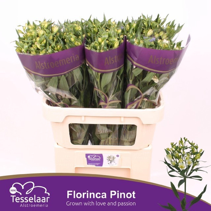 <h4>Alstr florinca Pinot</h4>