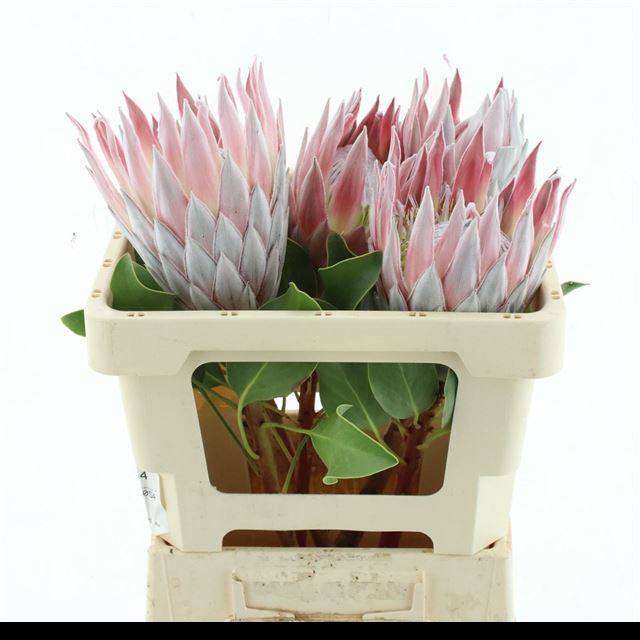 <h4>PROTEA OV PER STUK</h4>