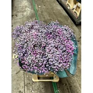 Gyps ec paint xlence lavender 1000g