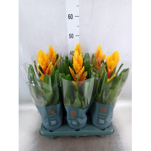 Vriesea  'Intenso Flame'