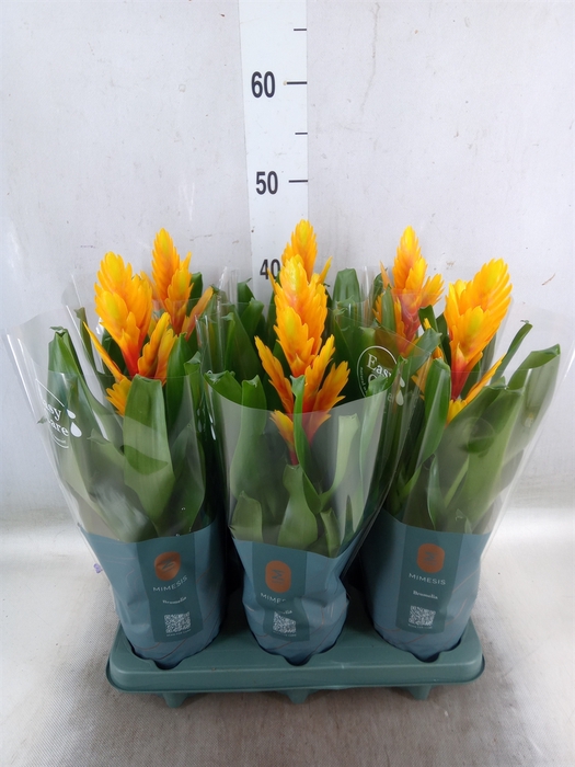 <h4>Vriesea  'Intenso Flame'</h4>
