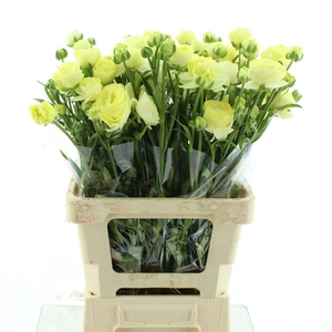 Ran Nat Moderna Limoncello