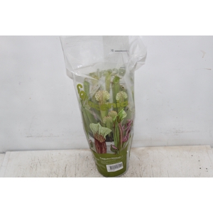 CARNIVORA SARRACENIA FARNHAMII P12