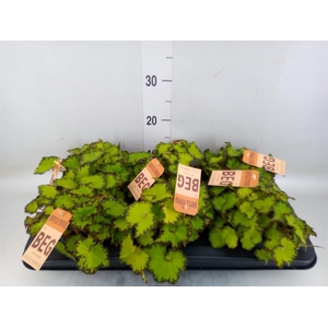 Begonia BD 'MagicColours Jive'