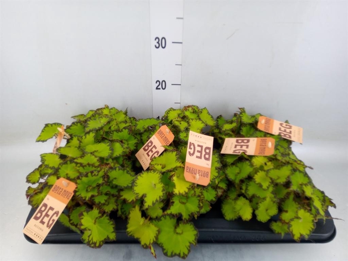 <h4>Begonia BD 'MagicColours Jive'</h4>