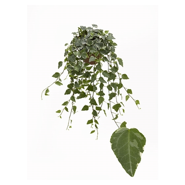 <h4>Tamara 13cm</h4>