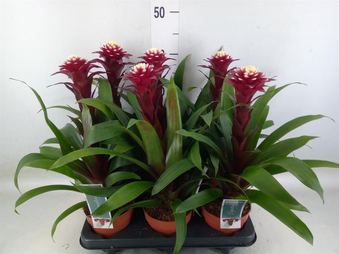 <h4>Guzmania 'Francesca'</h4>
