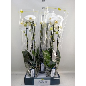Phalaenopsis   ...white