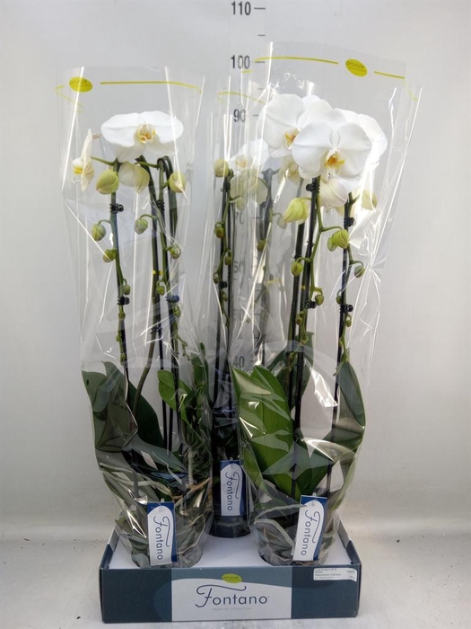 <h4>Phalaenopsis   ...white</h4>