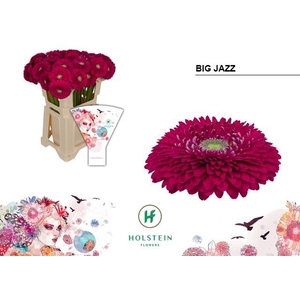 GE GB GERPONI BIG JAZZ