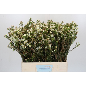Chamelaucium Carlys White