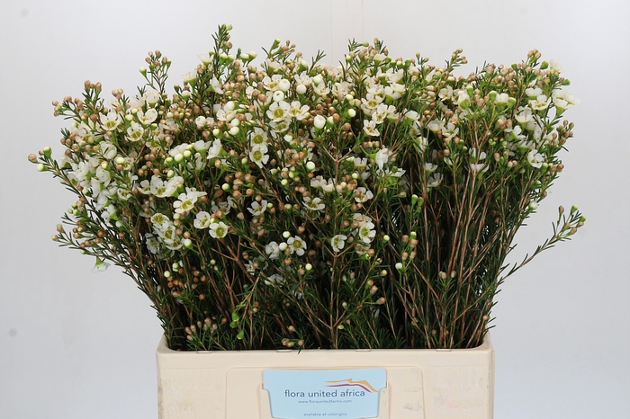 <h4>Chamelaucium Carlys White</h4>