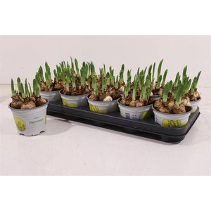 !! PROMO !! NARCISSUS TETE A TETE P12