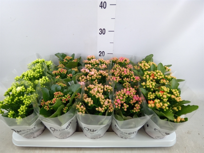 <h4>Kalanchoe blos.   ..rosebud mix  5</h4>