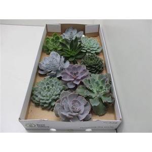 Echeveria Gemengd X10