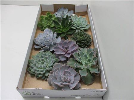 <h4>Echeveria Gemengd X10</h4>