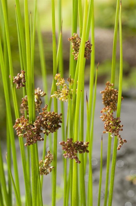 Juncus effusus